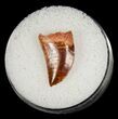 Raptor Tooth From Morocco #5057-1